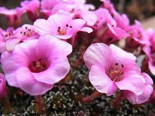 Lomikámen 'Laka' - Saxifraga 'Laka'