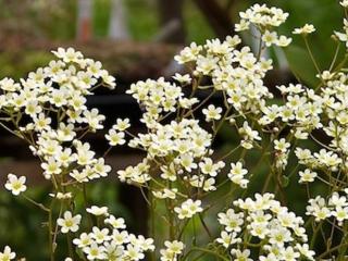 Lomikámen latnatý var. brevifolia - Saxifraga paniculata var. brevifolia