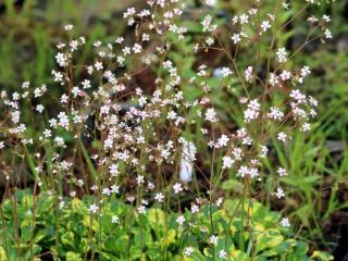 Lomikámen stinný ´Aureopunctata´ - Saxifraga umbrosa ´Aureopunctata´