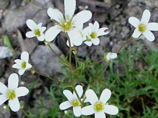 Lomikámen trojzubý - Saxifraga trifurcata