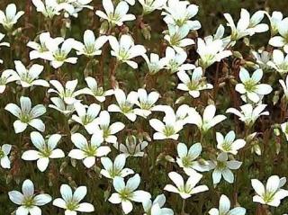 Lomikámen trsnatý´Findling´ - Saxifraga cespitosa 'Findling'