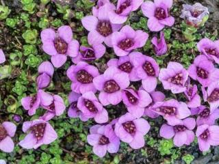 Lomikámen vstřícnolistý - Saxifraga oppositifolia