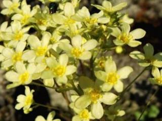 Lomikámen vždyživý 'Lutea' - Saxifraga paniculata 'Lutea'