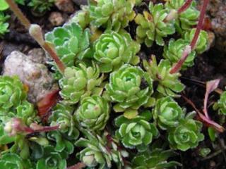 Lomikámen vždyživý 'Rex' - Saxifraga paniculata 'Rex'