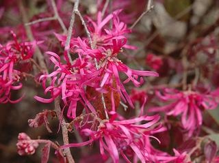 Loropetalum čínské 'Pipa's Red'