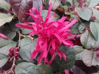 Loropetalum čínské 'Rouge de la Majorie'