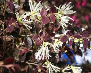 Loropetalum čínské 'Ruby Snow'