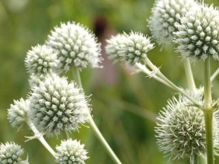 Máčka jukolistá - Eryngium yuccifolium