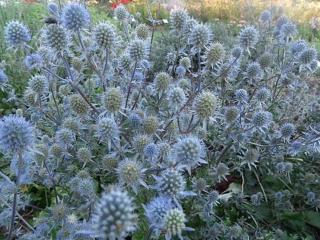 Máčka plocholistá - Eryngium planum