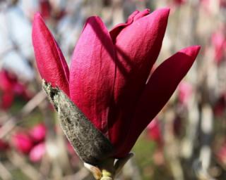 Magnolie 'Burgundy Star'