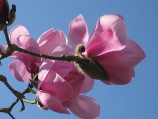 Magnolie 'Caerhays Belle'