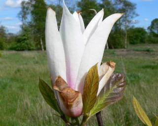 Magnolie CHAMELEON 'Chang Hua'