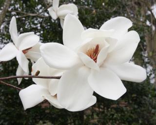 Magnolie 'David Clulow'