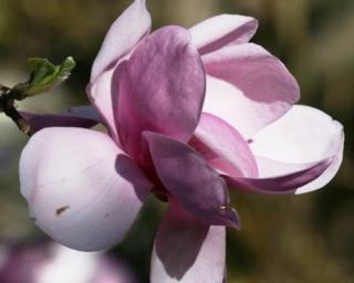 Magnolie 'Eleanor May'