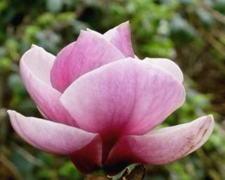 Magnolie 'Eleonore Speer'