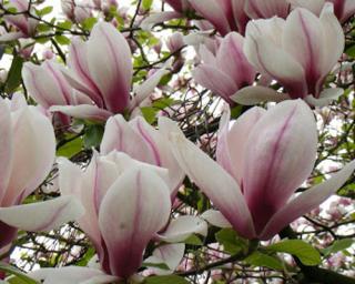 Magnolie 'Eternal Flames'