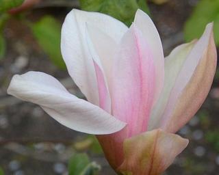 Magnolie ´Flamingo´