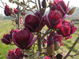 Magnolie ´Genie´ Balení: kontejner 2l