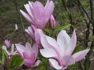 Magnolie 'George Henry Kern'