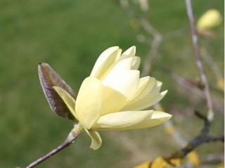 Magnolie 'Gold Star'