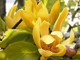 Magnolie 'Illini Gold' Balení: kontejner C12, výška 110-130 cm