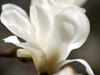 Magnolie japonská  ´White Swan´