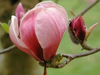 Magnolie 'Joe McDaniel'