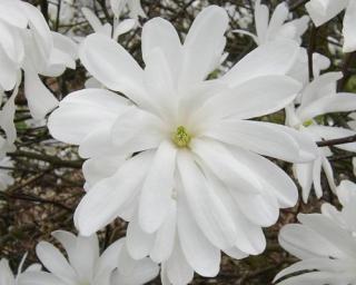 Magnolie 'Kikuzaki'