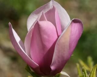 Magnolie 'Lilac Chalice'