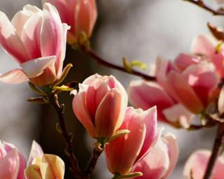 Magnolie 'Melon Sky'