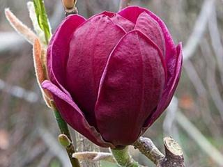 Magnolie 'Mighty Mouse'