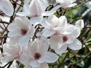 Magnolie 'Milky Way'