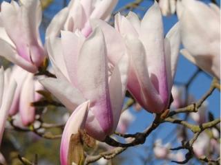 Magnolie 'Peppermint Stick'