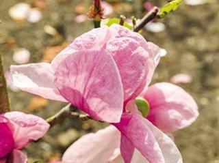 Magnolie 'Pink Delight'