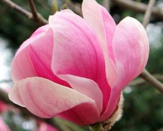 Magnolie 'Pink Globet'