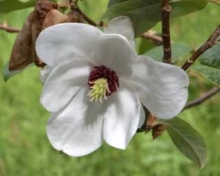 Magnolie ´Pride of Norway´