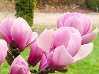 Magnolie 'Sangreal'