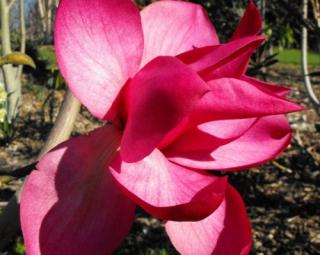 Magnolie 'Strawberry Fields'