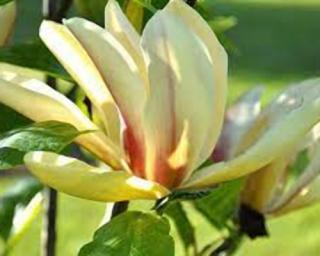 Magnolie 'Sun Sprite'