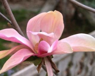 Magnolie 'Sunset Swirl'