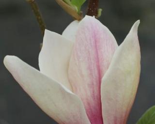 Magnolie 'Toro'