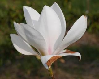 Magnolie ´White Mystery´