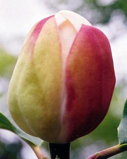 Magnolie 'William Watson'