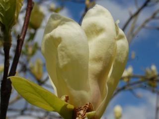 Magnolie ´Yellow Lantern´ Balení: kontejner C20, Tvar: výška 230cm