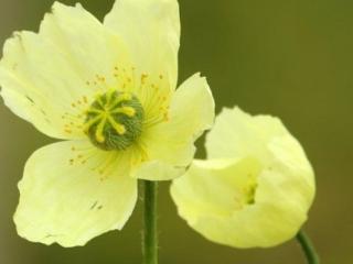 Mák japonský ´Pacino´ - Papaver miyabeanum 'Pacino'