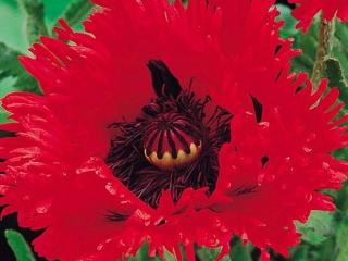 Mák východní ´Turkenlouis´ - Papaver orientale 'Turkenlouis'