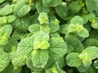 Máta vonná ´Applemint´ - Mentha suaveolens ´Applemint´ Balení: kontejner p11