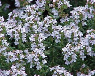Mateřídouška obecná - Thymus vulgaris