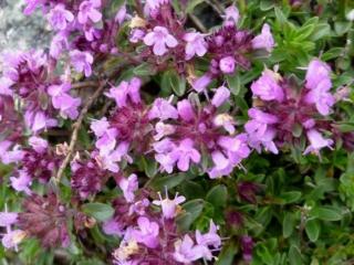 Mateřídouška vejčitá - Thymus pulegioides