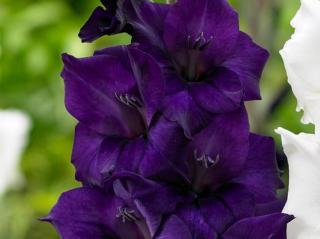 Mečík 'Purple Flora'